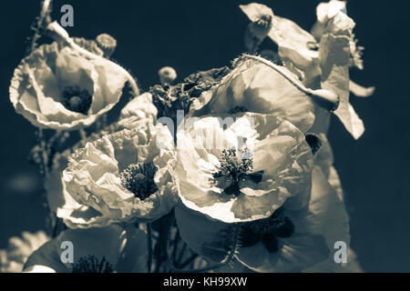 Bouquet de fleurs rouges pavots. signe de jour du Souvenir. fond noir et blanc photographie Banque D'Images