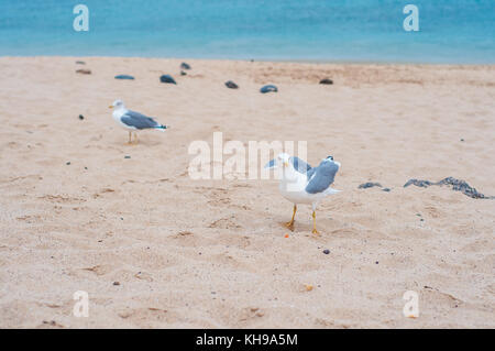 Yellow-legged goélands argentés (Larus michahellis) sur la plage, journée nuageuse, La Graciosa, îles de Canaries, Espagne Banque D'Images