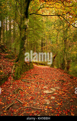 La couleur de l'automne de l'ouest du pays de Galles en tout il gloire, d'agréables promenades le long de la rivière ceri vous apporte à ces magnifiques chutes d'eau Banque D'Images