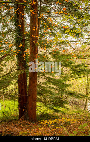 La couleur de l'automne de l'ouest du pays de Galles en tout il gloire, d'agréables promenades le long de la rivière ceri vous apporte à ces magnifiques chutes d'eau Banque D'Images