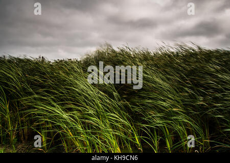 Lieu non identifié ley national nature reserve, Devon, Angleterre Banque D'Images