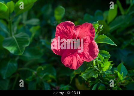 Floraison rouge hybiscus dans au kaanapali beach, Maui, Hawaii. Banque D'Images