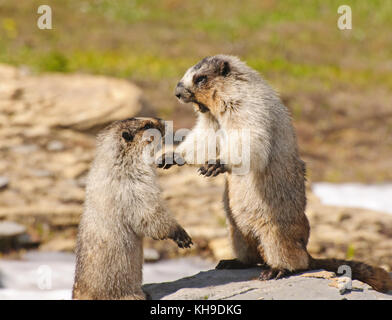 La marmotte des combats dans le parc national des Glaciers Banque D'Images