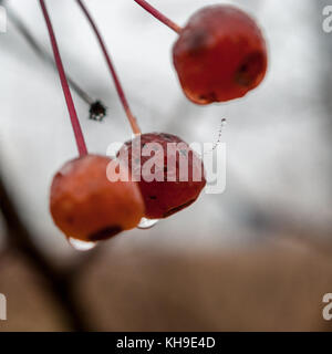 Gouttes de pluie sur les fruits du pommetier, Malus ou sauvages, apple tree sur un matin d'automne pluvieux Banque D'Images