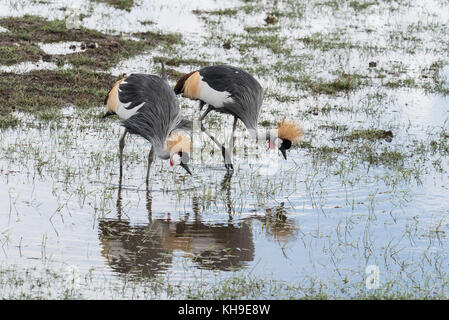 Une paire de gris nourriture Crowned-Cranes (Balearica regulorum) Banque D'Images