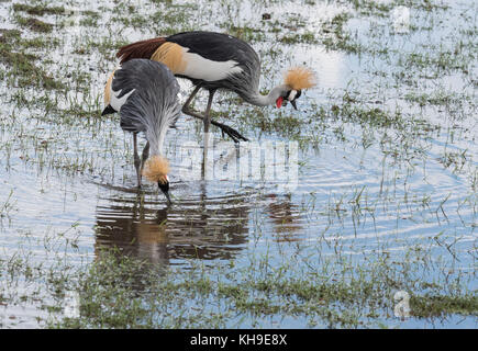 Une paire de gris nourriture Crowned-Cranes (Balearica regulorum) Banque D'Images