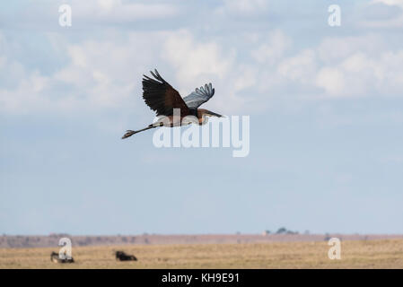 Vol d'un héron pourpré (Ardea purpuera) Banque D'Images