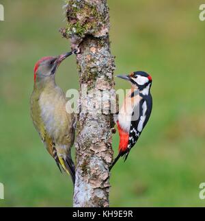 European green woodpecker pic et perché sur une branche. Banque D'Images