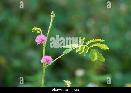 Mimosa pudica fleur sur feuillage vert dans le domaine Banque D'Images