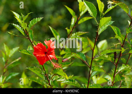 Fleur d'hibiscus fleurit au début de Sunshine Banque D'Images