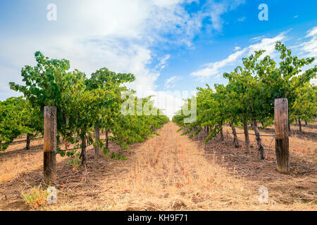 Les vignes avec champ de foin dans la vallée de Barossa, Australie-Méridionale Banque D'Images