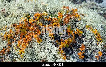 Lichen et plantes dans les montagnes du Norweigian. Banque D'Images