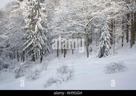 Branches de hêtres (Fagus sylvatica) et sapins chargés de neige fraîche après les chutes de neige en hiver Banque D'Images
