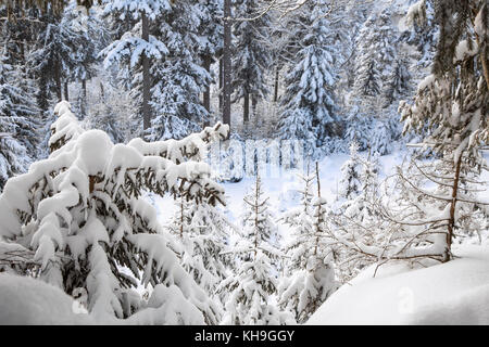 Branches de sapins chargés de neige Averse de neige dans une forêt mixte en hiver Banque D'Images