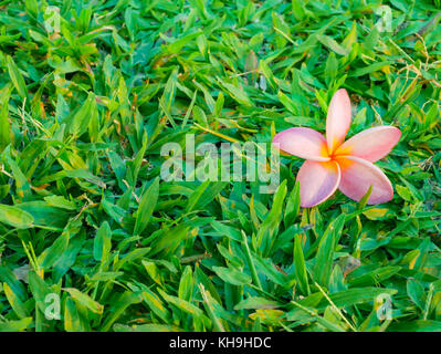 Plumaria , frungipani fleur sur la luxuriante pelouse marbre Banque D'Images