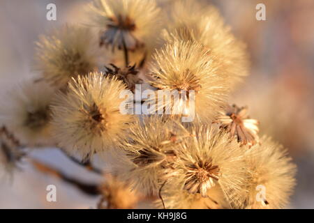 Petites fleurs en forme de globe à l'automne. Banque D'Images