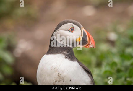 Macareux moine, Fratercula arctica, portrait, Close up sur l'herbe on Inner Farne dans le Northumberland en Angleterre Banque D'Images