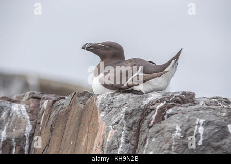 Petit Pingouin, Alca torda, assise sur le bord d'une falaise Banque D'Images