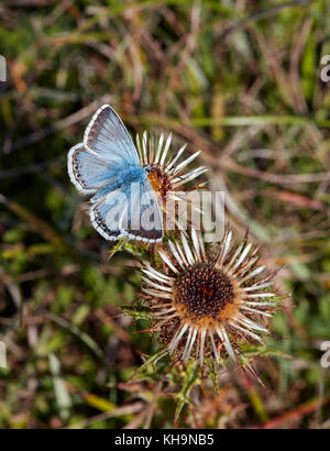 Nectar Chalkhill Blue sur Carline Chardon. Denbies, flanc de Ranmore Common, Surrey, UK. Banque D'Images