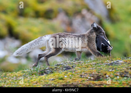 Le renard arctique / white fox / renard polaire / neige fox (Vulpes lagopus / Alopex lagopus) fonctionnant avec des oiseaux de mer capturés dans la bouche dans la toundra en été Banque D'Images