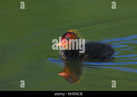 Foulque macroule (Fulica atra) poussin solitaire nager dans le lac au printemps Banque D'Images