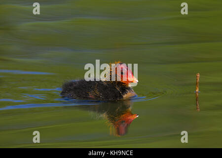 Foulque macroule (Fulica atra) poussin solitaire nager dans le lac au printemps Banque D'Images