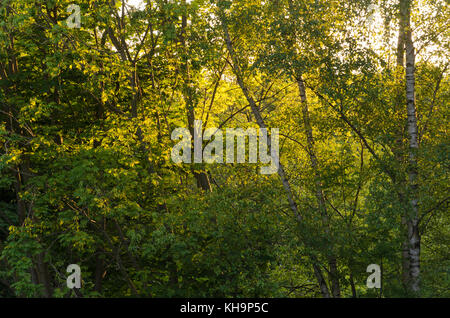 Coucher de soleil illuminant les bouleaux d'argent délicat au coucher du soleil en contre-jour avec des feuilles de frêne et hêtre contrastant avec golden glow Banque D'Images