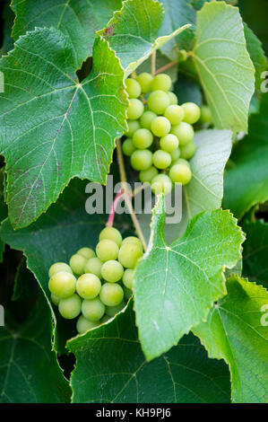 Close-up of fresh raisin vert avec des feuilles sur la vigne Banque D'Images