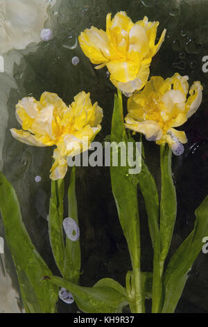 Trois tulipes jaunes sur des tiges vert épais avec des feuilles dans l'eau, l'eau qui fausse les silhouettes de fleurs, bulles d'air, fond noir. Banque D'Images