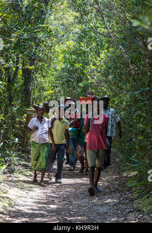 Les villageois transportant de la nourriture, de marche d'une cérémonie de sacrifice de zébus, lac ampitabe, Toamasina, Madagascar, Afrique Banque D'Images