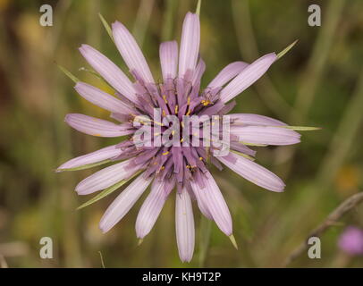 Tragopogon porrifolius salsifis, commune, Péloponnèse, Grèce. Banque D'Images