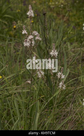 Asphodèle ramifié Asphodelus ramosus,, en fleurs au printemps ; le Péloponnèse, Grèce. Banque D'Images
