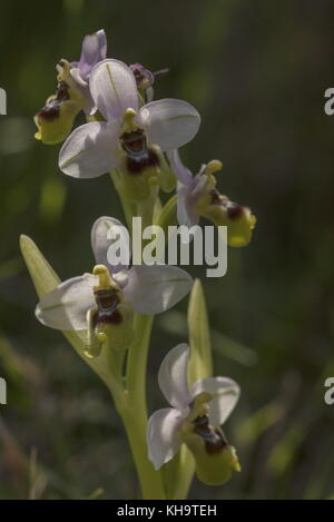 L'Orchidée mouche, Ophrys tenthredinifera, en fleurs, Péloponnèse, Grèce. Banque D'Images