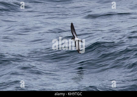 Un Black-bellied océanite rss sur l'océan ouvert dans le milieu de l'Océan Atlantique Banque D'Images