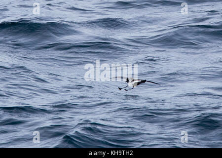 Un Black-bellied océanite rss sur l'océan ouvert dans le milieu de l'Océan Atlantique Banque D'Images