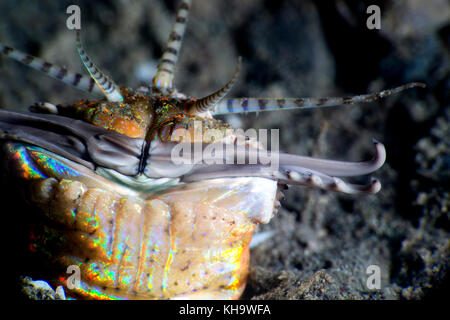 Ver bobbit close up. terrifiant créature marine. Banque D'Images