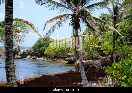 Plage de bathsheba ; Patrick ; st. Joseph ; Barbade Banque D'Images