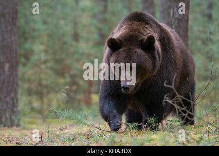 Ours brun / Braunbaer ( Ursus arctos ) marche à travers le undergrwoth d'une forêt, l'air fâché, dangereux, d'énormes pattes, côté frontal tourné, l'Europe. Banque D'Images