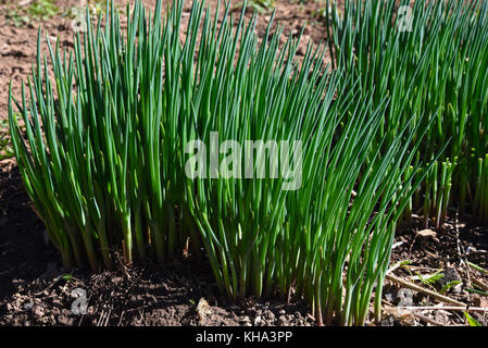 Des tas de jeunes oignons verts de plantes poussant sur un lit dans le potager au début du printemps Banque D'Images