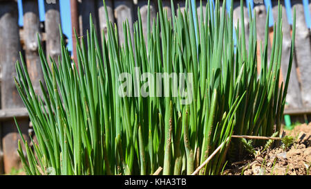 Des tas de jeunes oignons verts de plantes poussant sur un lit dans le potager au début du printemps Banque D'Images