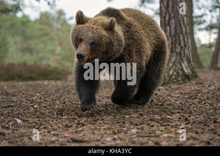 Ours brun / Braunbär ( Ursus arctos ), les CUB, courir vite dans une forêt, dans une hâte,a l'air mignon et drôle, l'Europe. Banque D'Images