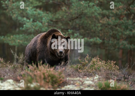 Ours brun européen / Braunbaer ( Ursus arctos ), forts et puissants, adultes debout à la lisière d'une forêt boréale, lors d'une compensation, le suspect, Banque D'Images