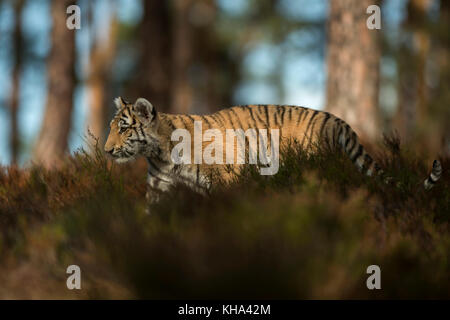 Tigre du Bengale royal ( Panthera tigris ), jeune animal, adolescent, sourcilière, marchant dans la sous-croissance d'une forêt, camouflage parfait, Inde. Banque D'Images