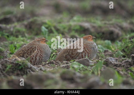 Perdrix grise Perdix perdix ( rebhuehner / ), adultes, s'asseoir, se reposer, dormir, holding out en cas de pluie, jour de pluie, de la faune, de l'Europe. Banque D'Images