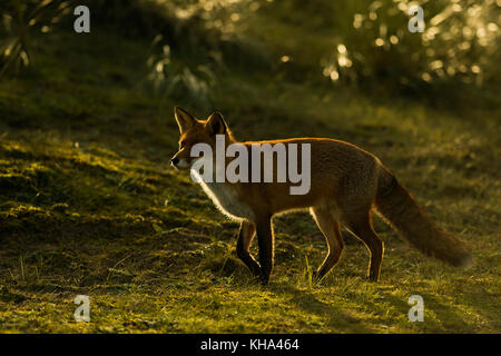 Red Fox / rotfuchs ( Vulpes vulpes ) marche à travers les prairies, tard dans la soirée, la faible lumière du soleil, contre-jour, pleine d'atmosphère, de la faune, Banque D'Images