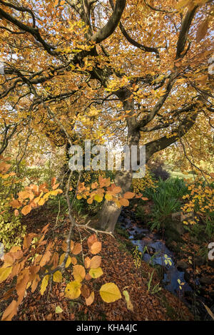 Hêtre (Fagus sylvatica) avec des feuilles de couleur d'automne, le jardin de Harlow Carr, Yorkshire, Angleterre Royaume-uni Banque D'Images