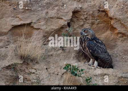 Grand / owl Bubo bubo europaeischer uhu ( ), jeune oiseau, perché sur la pente abrupte d'une carrière de sable, prêt pour son activité nocturne, de la faune Banque D'Images