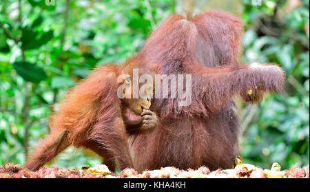 Mère et de l'orang-outan cub de manger. dans une zone d'habitat naturel de l'orang-outan de Bornéo. wurmbii (pongo pygmaeus) dans la nature sauvage. Banque D'Images