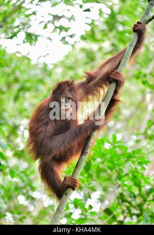 L'orang-outan de Bornéo central ( Pongo pygmaeus wurmbii ) sur l'arbre dans l'habitat naturel. la nature sauvage dans la forêt tropicale de Bornéo en Indonésie. Banque D'Images