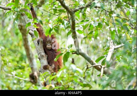 L'orang-outan de Bornéo central ( Pongo pygmaeus wurmbii ) sur l'arbre dans l'habitat naturel. la nature sauvage dans la forêt tropicale de Bornéo en Indonésie. Banque D'Images